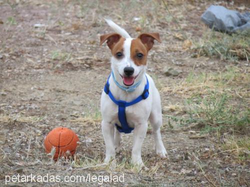 mischa Dişi Jack Russell Terrier