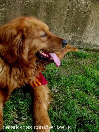 zeus Erkek Golden Retriever