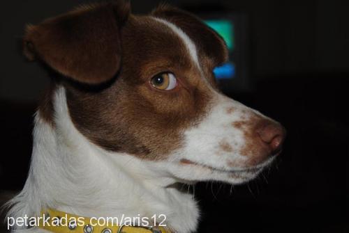pİa-nazli Dişi Jack Russell Terrier