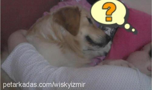 wİsky Erkek Golden Retriever