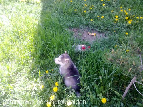 duman Erkek Sibirya Kurdu (Husky)