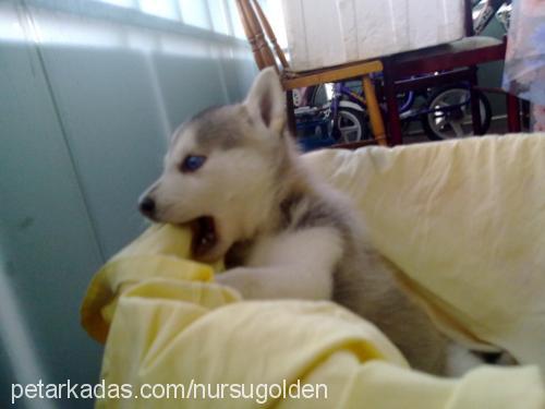 duman Erkek Sibirya Kurdu (Husky)