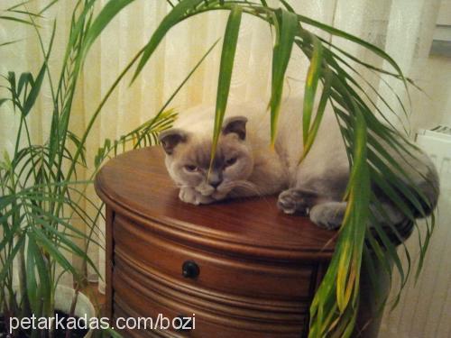 bozi Dişi Scottish Fold