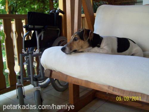 korsan Erkek Jack Russell Terrier