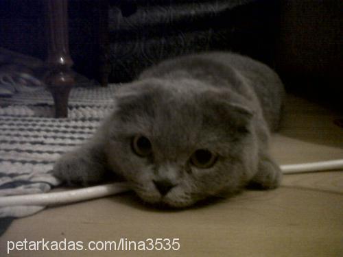 gümüş Dişi Scottish Fold