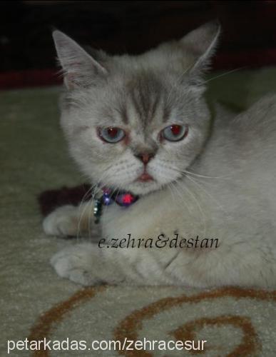 destan Dişi Exotic Shorthair