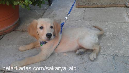 badem Dişi Golden Retriever