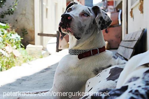 ares Erkek Great Dane (Danua)