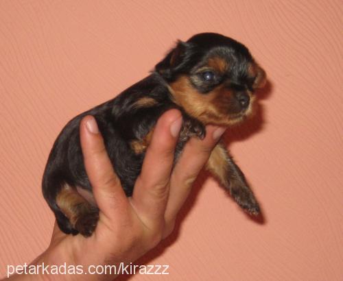 kiraz Dişi Yorkshire Terrier