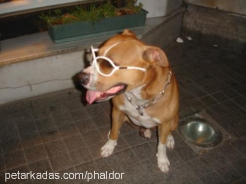 duman Erkek Amerikan Pitbull Terrier