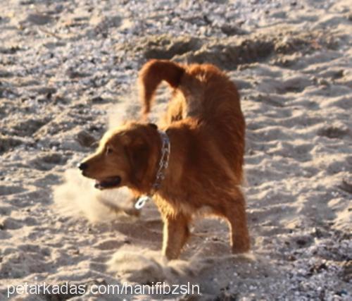 Çaça Erkek Golden Retriever