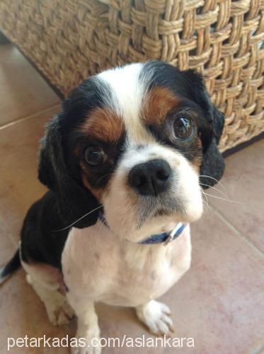 kornet Erkek King Charles Spaniel