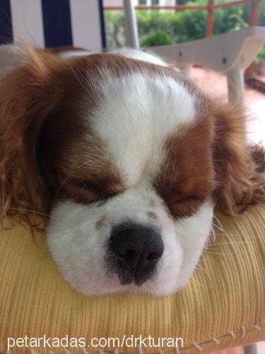 stoch Erkek King Charles Spaniel