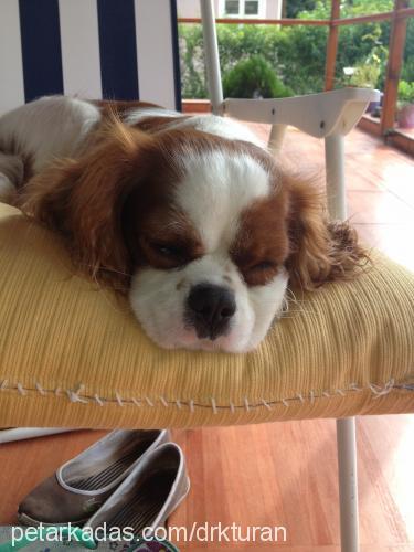 stoch Erkek King Charles Spaniel