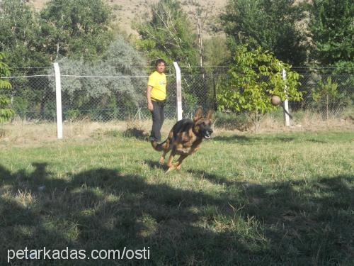 isimsiz Erkek Alman Çoban Köpeği