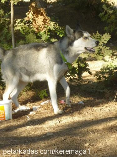 rozidelikızımbe Dişi Sibirya Kurdu (Husky)