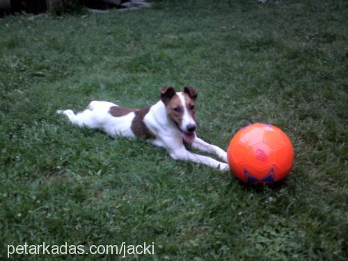 jackie Erkek Jack Russell Terrier