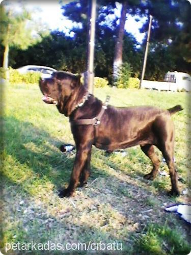 gece Erkek Cane Corso Italiano