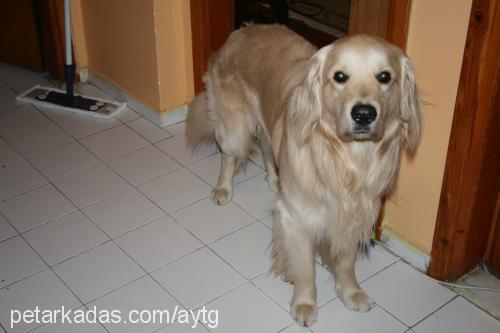 güneş Erkek Golden Retriever