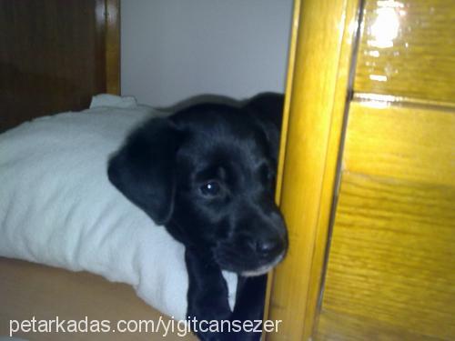 kral Erkek Labrador Retriever