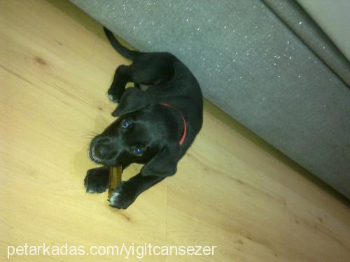 kral Erkek Labrador Retriever