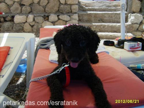 kirpik Erkek Poodle (Standart Kaniş)