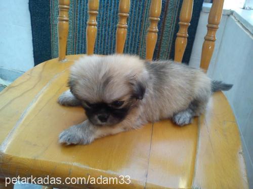 paşa Erkek Pekingese