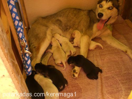 rozy Dişi Sibirya Kurdu (Husky)