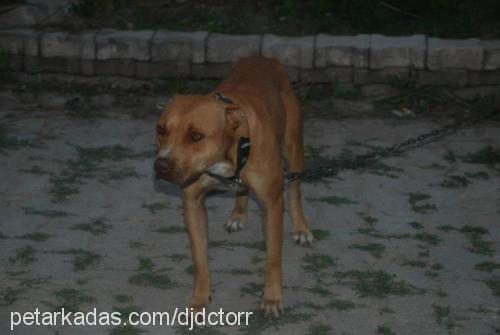 angie Dişi Amerikan Pitbull Terrier