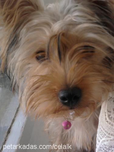 mia Dişi Yorkshire Terrier