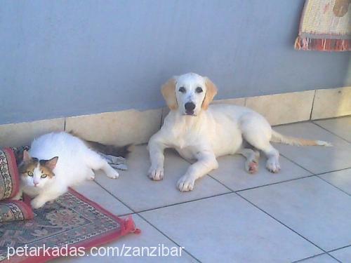 betty Dişi Golden Retriever