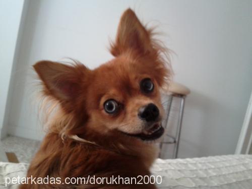 renk Dişi Chihuahua