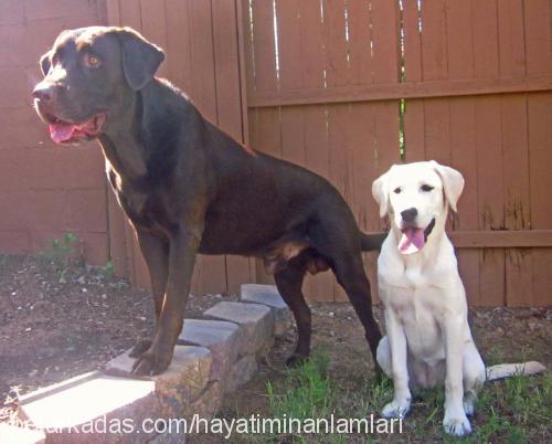 dixie Dişi Labrador Retriever