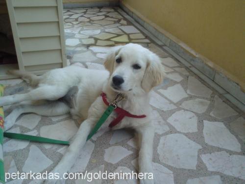 hera Dişi Golden Retriever