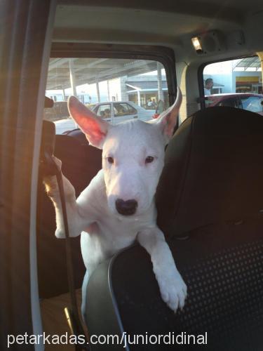 misha Dişi Bull Terrier