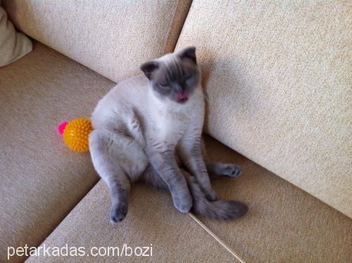 bozi Dişi Scottish Fold