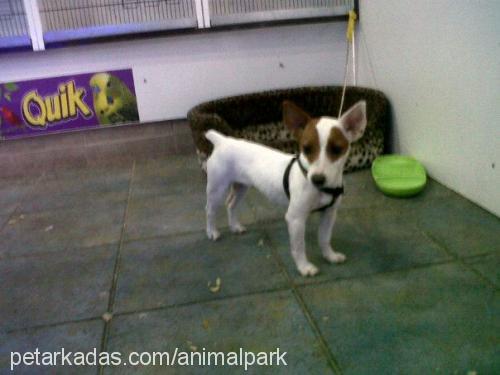 ŞaŞkın Dişi Jack Russell Terrier