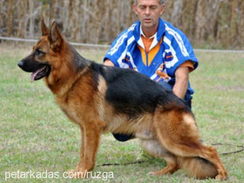 cantosvomkurpfa Erkek Alman Çoban Köpeği