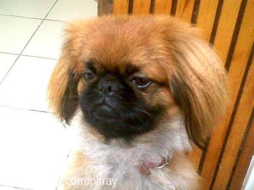 dobi Erkek Pekingese