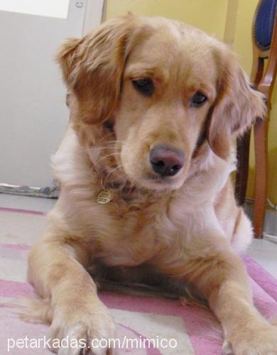 mişa Dişi Golden Retriever