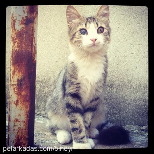 ares Erkek Brazilian Shorthair