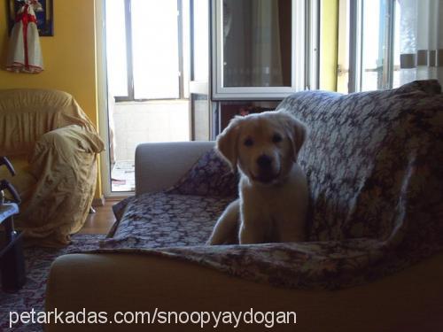 snoopy Erkek Golden Retriever