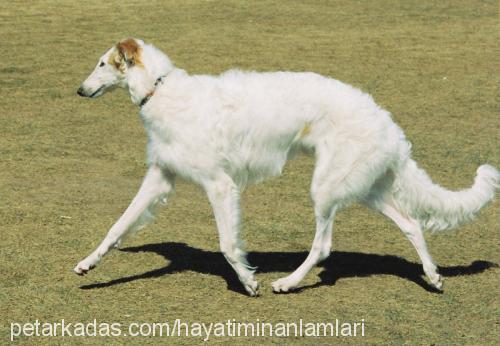 leydi Dişi Sibirya Kurdu (Husky)