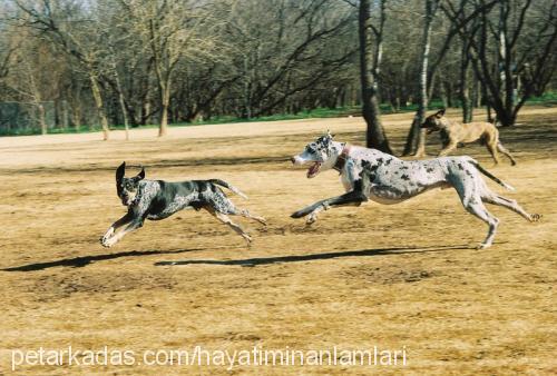 leydi Dişi Sibirya Kurdu (Husky)