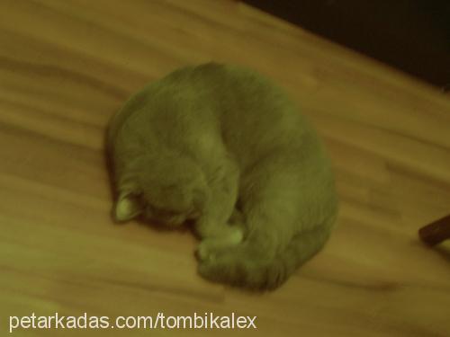 alex Erkek British Shorthair