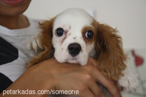 barney Erkek Cavalier King Charles Spanieli