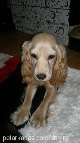 sisi Dişi İngiliz Cocker Spaniel