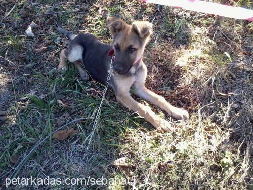 arthur Erkek Alman Çoban Köpeği