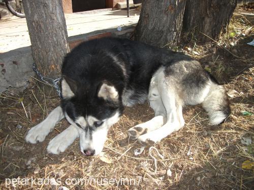 cesur Erkek Sibirya Kurdu (Husky)