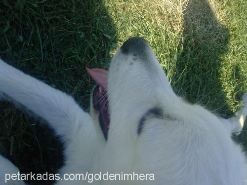 hera Dişi Golden Retriever